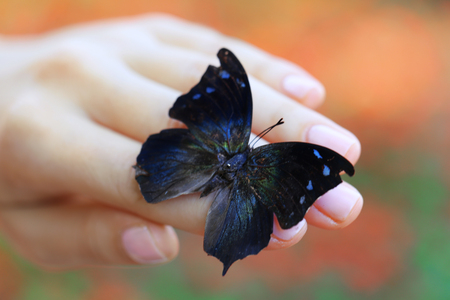 Colorful butterfly in female hand, close-upの写真素材
