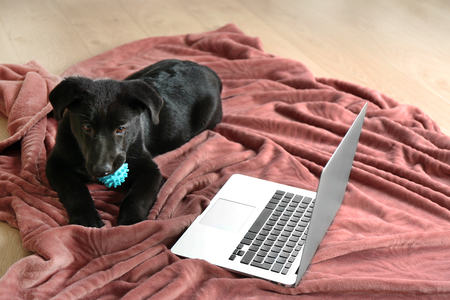 Cute young black Labrador is near notebook on rosy blanket with pillows aroundの写真素材