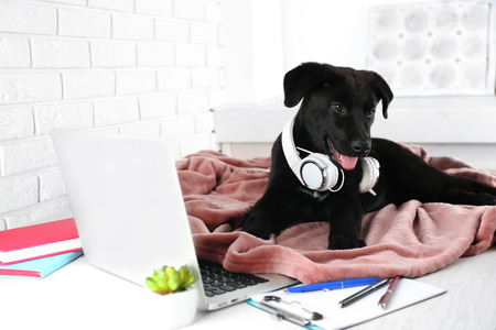 Friendly Labrador retriever puppy with headphones on rosy blanket on office tableの写真素材
