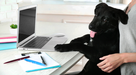 Clever young black retriever at the office tableの写真素材