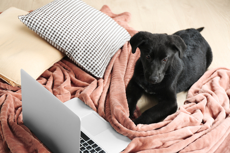 Cute young black Labrador is near notebook on rosy blanket with pillows aroundの写真素材