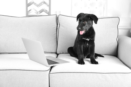 Cute black retriever sitting on white sofa with notebookの写真素材