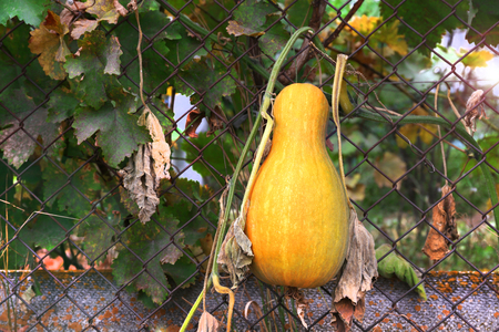 Growing pumpkin on a fenceの写真素材