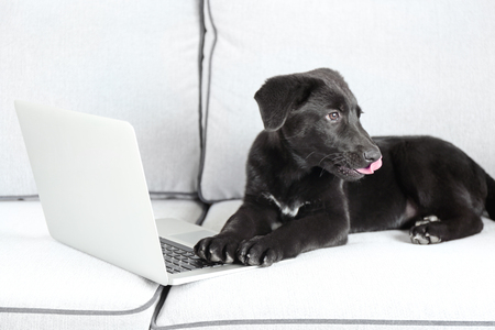Adorable young black Labrador lying near notebook on white sofaの写真素材