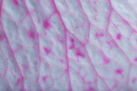 Beautiful painted rose, macroの写真素材