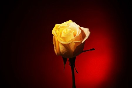 Beautiful coloured rose on red backgroundの写真素材
