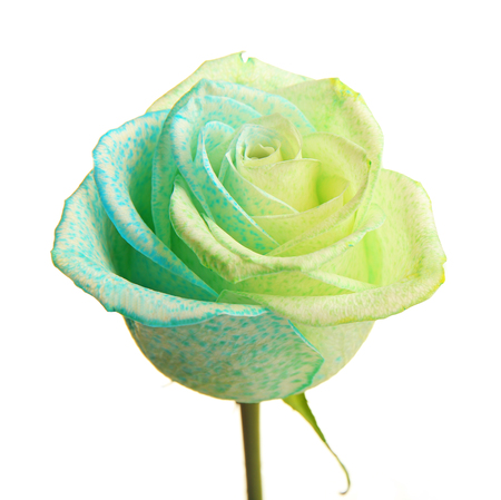 Beautiful coloured rose isolated on white backgroundの写真素材