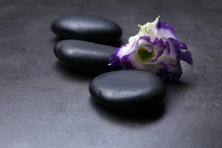 Pebbles with beautiful flower on dark grey backgroundの写真素材