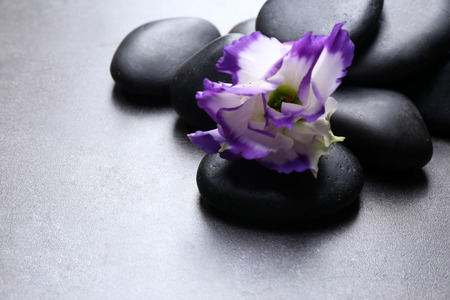 Pebbles with beautiful flower on dark grey background