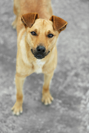 Stray dog, outdoors