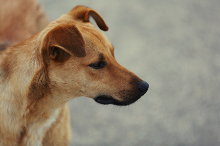 Stray dog, outdoorsの写真素材
