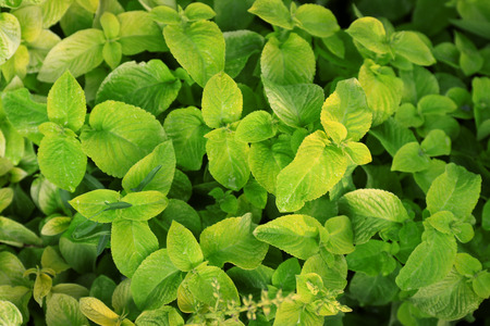 Fresh mint background