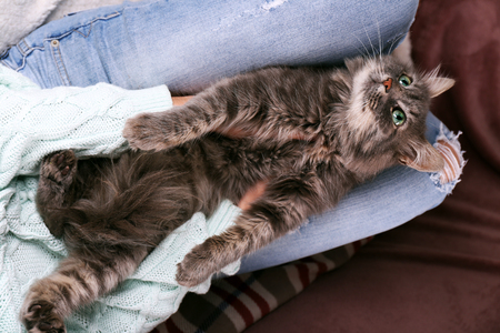 Grey lazy cat sleeping on woman's knees in the room, close upの写真素材
