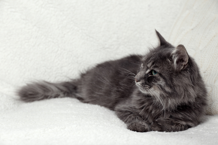 Grey lazy cat on white sofa with knitted pillows in the room, close upの写真素材