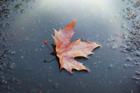 Maple leaf on wet groundの写真素材