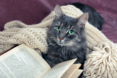 Grey lazy cat with knitted scarf and book on sofa in the room, close upの写真素材