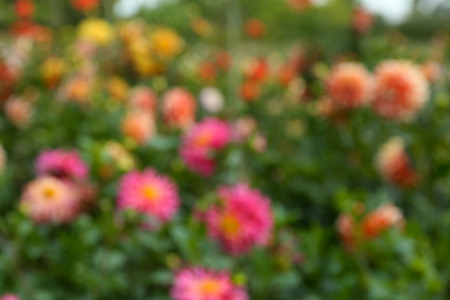 Blurred flowers backgroundの写真素材
