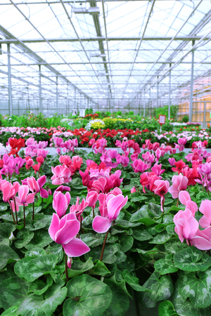 Huge greenhouse with lot of flowers and plants for saleの写真素材