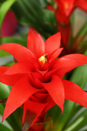 Pink bromeliad on green leaf backgroundの写真素材