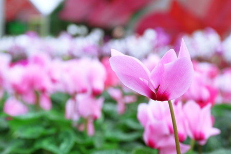 Winter flowers: cyclamen flowers in greenhouse, close-upの写真素材