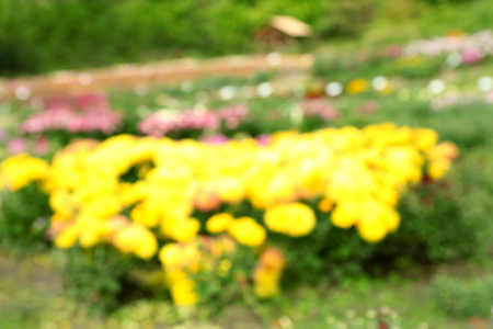 Blurred flowers backgroundの写真素材