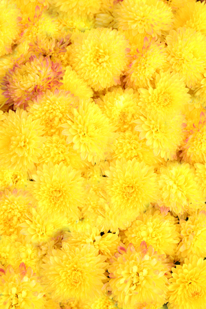 Beautiful chrysanthemum flowers, close-up, outdoorsの写真素材