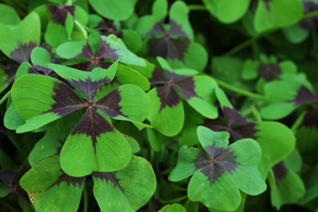 Green leaves backgroundの写真素材