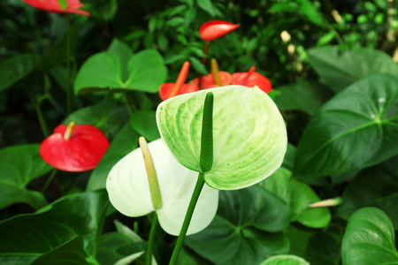 Anthurium flowers  on green backgroundの写真素材