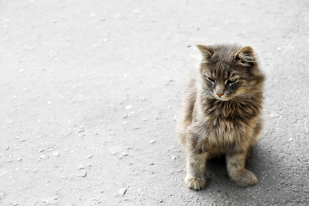 grey cat on the streetの写真素材