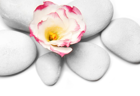 Spa stones and flower on white backgroundの写真素材