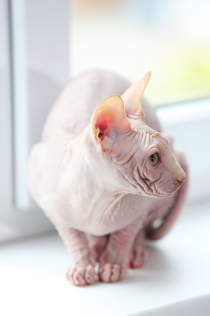 Cat sphynx on light backgroundの写真素材