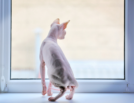 Sphynx cat looking out the windowの写真素材