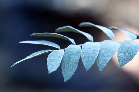 A branch with green tree leaves, on blurred background, close-upの写真素材