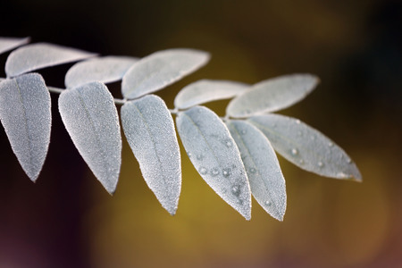 A branch with green tree leaves, on blurred background, close-upの写真素材