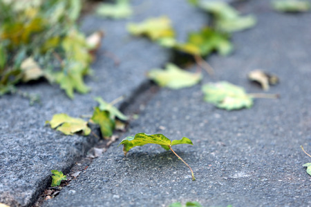 Green fallen leaves on grey asphalt background, close-upの写真素材