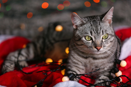 Beautiful cat near Christmas tree with decorationの写真素材