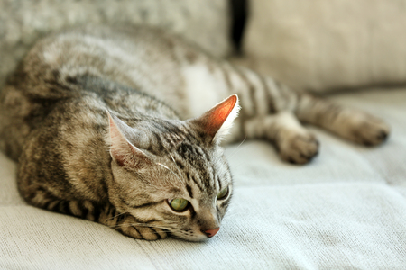 Beautiful cat on sofa close-upの写真素材