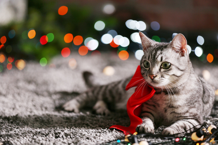 Beautiful cat near Christmas tree with decorationの写真素材
