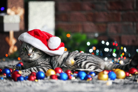 Beautiful cat near Christmas tree with decorationの写真素材