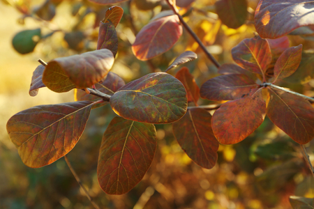 Autumn tree branch closeupの写真素材