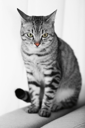 Beautiful cat near window close-upの写真素材