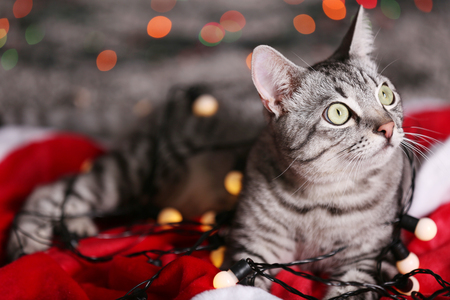 Beautiful cat near Christmas tree with decorationの写真素材