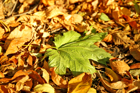 Autumn leaves backgroundの写真素材