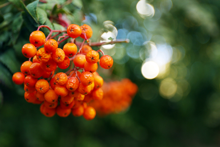 Branch of ash berry closeupの写真素材