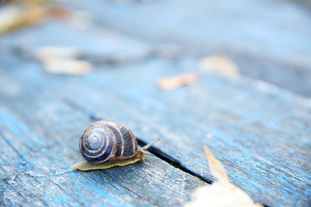 Garden snail on wooden backgroundの写真素材