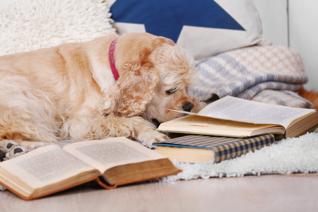 Dog with books on sofa insideの写真素材