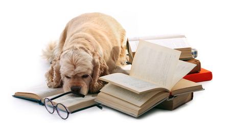 Dog and books isolated on whiteの写真素材