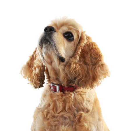 American cocker spaniel isolated on whiteの写真素材