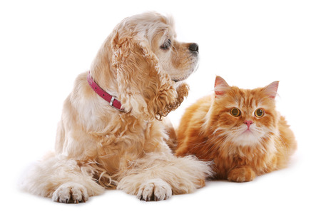 American cocker spaniel and red cat together isolated on whiteの写真素材