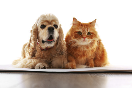 American cocker spaniel and red cat together isolated on white